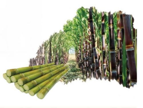 環(huán)保新材料與新技術(shù)黑科技開拓新市場(chǎng)